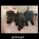 Mixed Puppies for sale in Marydell, KY 40741, USA. price: $600
