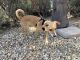 Mixed Puppies for sale in Fontana, CA 92336, USA. price: $70