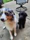Mixed Puppies for sale in Livingston County, MI, USA. price: $500