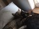 Mixed Cats for sale in Yucaipa, CA, USA. price: $20