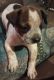 Mixed Puppies for sale in Port Barre, LA 70577, USA. price: $25