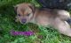 Mixed Puppies for sale in Republic, PA, USA. price: $300