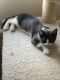 Mixed Cats for sale in San Diego, CA 92117, USA. price: $100