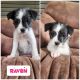 Mixed Puppies for sale in Blair, WI 54616, USA. price: $350