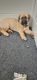 Mixed Puppies for sale in Queen Creek, AZ 85142, USA. price: $300