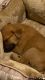 Mixed Puppies for sale in Bradenton, FL 34203, USA. price: NA