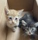 Mixed Cats for sale in Whittier, CA, USA. price: NA