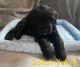 Mixed Puppies for sale in Halifax County, VA, USA. price: $175