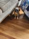 Mixed Puppies for sale in Dubuque, IA, USA. price: NA