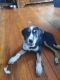 Mixed Puppies for sale in Buckman, Portland, OR, USA. price: NA