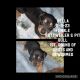 Mixed Puppies for sale in Richmond, IN 47374, USA. price: NA