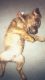 Mixed Puppies for sale in Harford County, MD, USA. price: NA