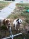 Mixed Puppies for sale in Lackland Terrace, San Antonio, TX 78227, USA. price: NA