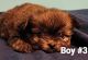 Mixed Puppies for sale in Union County, SC, USA. price: $700
