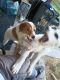 Mixed Puppies for sale in Lackland Terrace, San Antonio, TX 78227, USA. price: NA