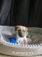 Mixed Puppies for sale in 3492 GA-5, Douglasville, GA 30135, USA. price: NA