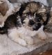 Mixed Puppies for sale in Blackwood, Gloucester Township, NJ 08012, USA. price: $1,000