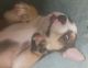Mixed Puppies for sale in Sonora, CA 95370, USA. price: $50