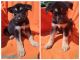 Mixed Puppies for sale in Fort Wayne, IN 46835, USA. price: $900