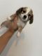 Mixed Puppies for sale in Jacksonville, FL 32205, USA. price: NA