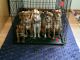 Mixed Puppies for sale in Seattle, WA 98115, USA. price: $250