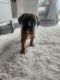 Mixed Puppies for sale in Bremerton, WA 98312, USA. price: $150