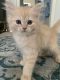 Mixed Cats for sale in Brahma Way, Elk Grove, CA 95624, USA. price: NA