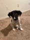 Mixed Puppies for sale in Jackson, TN, USA. price: $250