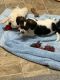 Mixed Puppies for sale in Rochester, NY, USA. price: $175