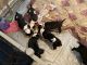 Mixed Puppies for sale in Stafford, VA 22554, USA. price: $750