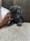 Mixed Puppies for sale in Rochester, NY, USA. price: $700
