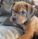Mixed Puppies for sale in Escondido, CA, USA. price: $600