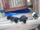 Mixed Puppies for sale in Katy, TX, USA. price: NA