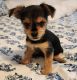 Mixed Puppies for sale in Richmond, CA 94805, USA. price: $200