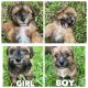 Mixed Puppies for sale in Winter Haven, FL, USA. price: $800