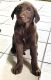 Mixed Puppies for sale in Dallas, PA 18612, USA. price: $100