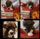 Mixed Puppies for sale in Spokane, WA, USA. price: $300