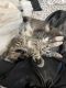 Mixed Cats for sale in Bremerton, WA 98310, USA. price: $20