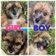 Mixed Puppies for sale in Winter Haven, FL, USA. price: $650