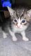 Mixed Cats for sale in 109 Court Dr, Greenwood, MO 64034, USA. price: $100