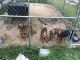 Mixed Puppies for sale in Seaford, DE 19973, USA. price: $100