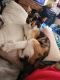 Mixed Cats for sale in Puyallup, WA, USA. price: $50