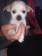 Mixed Puppies for sale in Fall River, MA, USA. price: $500