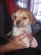 Mixed Puppies for sale in Fall River, MA, USA. price: $750