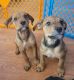 Mixed Puppies for sale in Escondido, CA, USA. price: $300