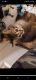 Mixed Cats for sale in Tigard, OR 97223, USA. price: $35