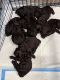 Mixed Puppies for sale in Trenton, SC 29847, USA. price: $500