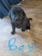 Mixed Puppies for sale in Woodland Park, CO 80863, USA. price: $500