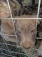 Mixed Puppies for sale in Anderson, CA 96007, USA. price: $250