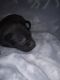 Mixed Puppies for sale in 13930 Firetower Rd, Conroe, TX 77306, USA. price: $125
